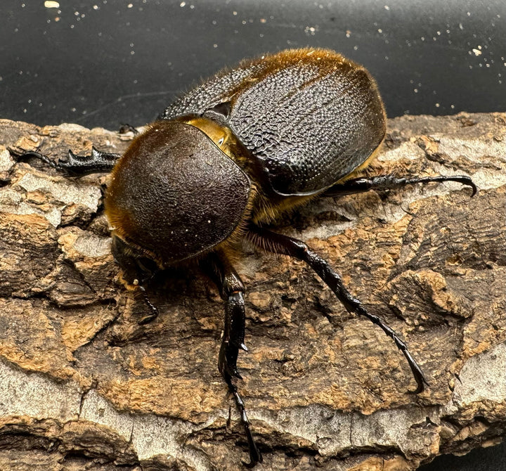 《ヘラクレス・ヘラクレス 122mm ペア》