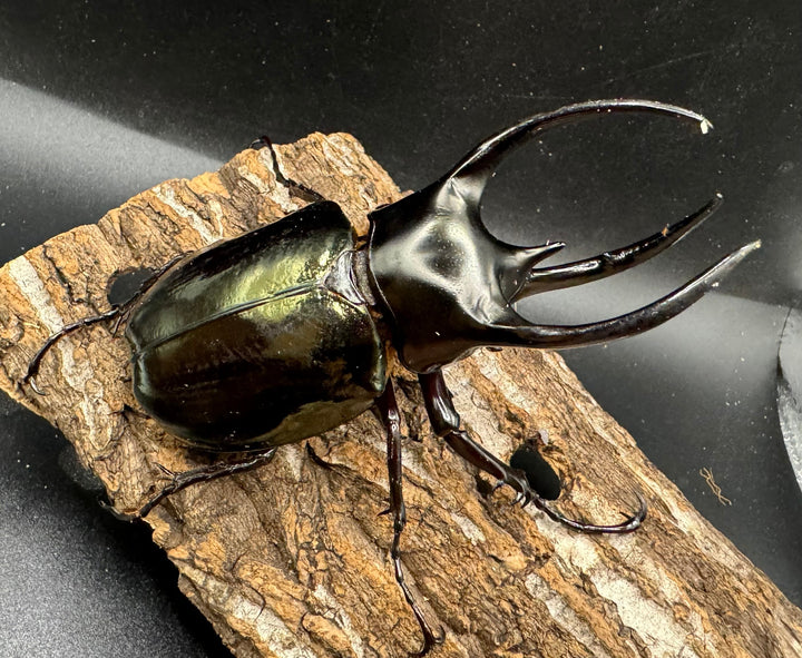 【WD】《スマトラコーカサスオオカブト 100mm ペア》