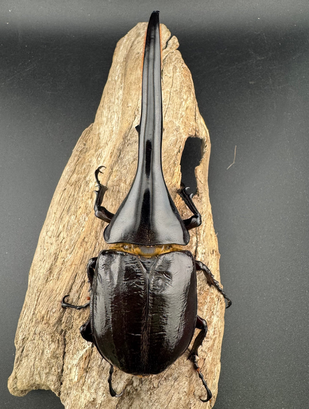 即ブリ《ヘラクレス・ヘラクレス 138mm ペア》