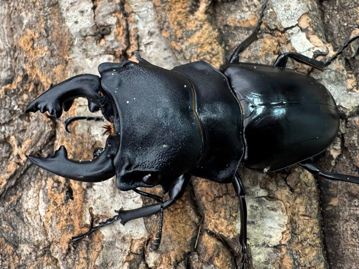 【WD】《スティーブンスツヤクワガタ原名亜種 73mm B品ペア》