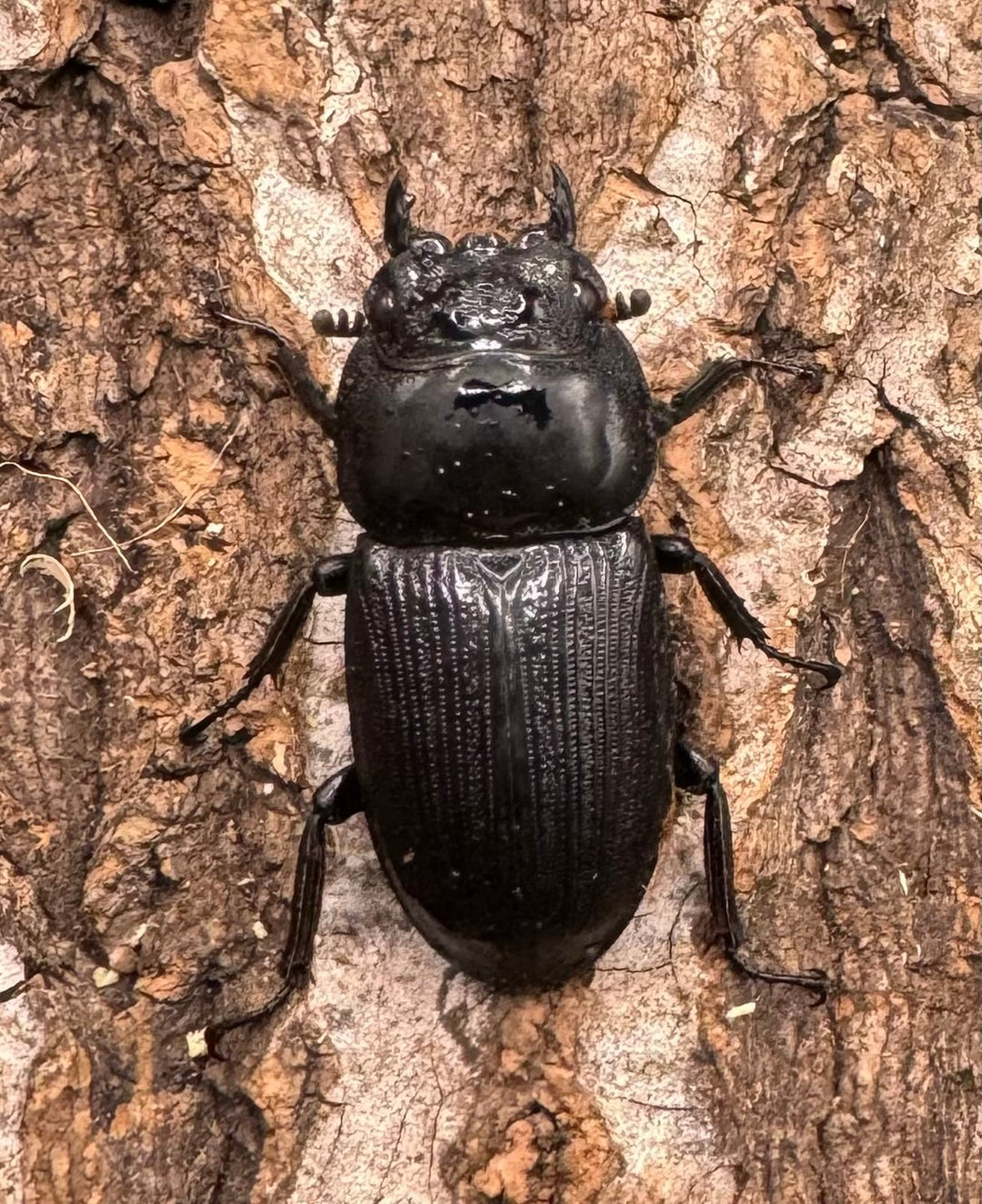 【WD】《クルビデンスオオクワ 雲南省産 61mm ペア》