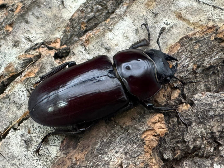 【WD】《ウォードコクワ チベット産 29mm ♀単》