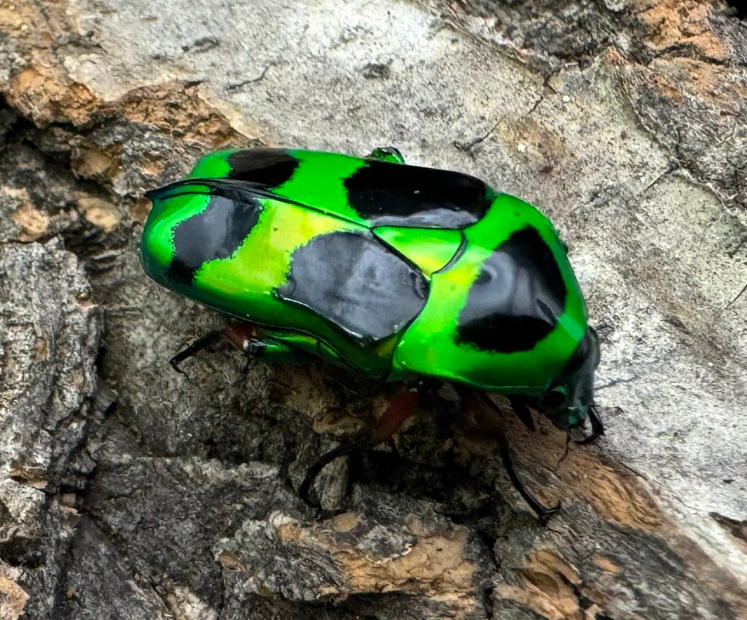 【WD】《マックレーツヤカナブン ペア》