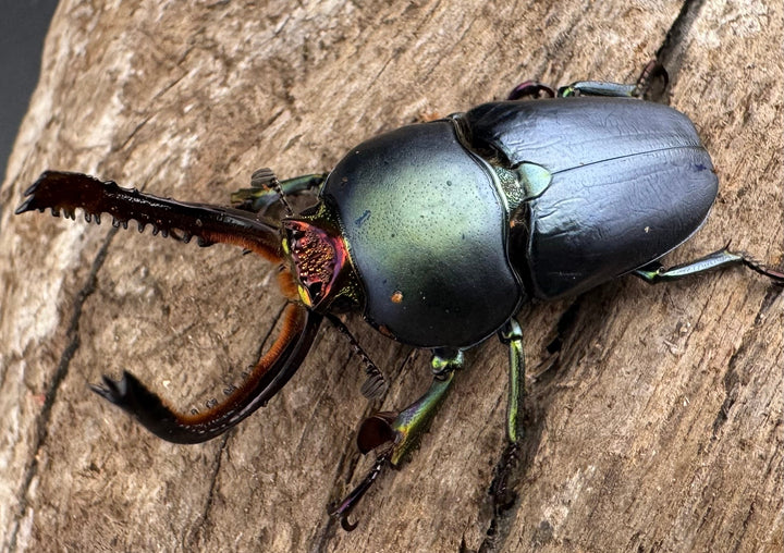 《パプアキンイロクワガタ 39mm ペア》
