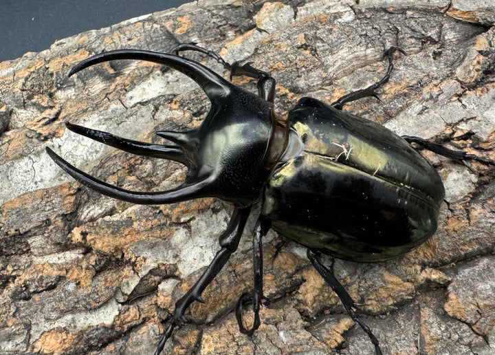 【WD】《ミンダナオアトラスオオカブト 94mm ペア》