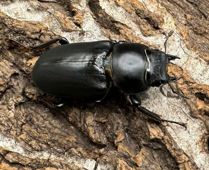 【WD】《ドルクス タオ 30mm ペア》