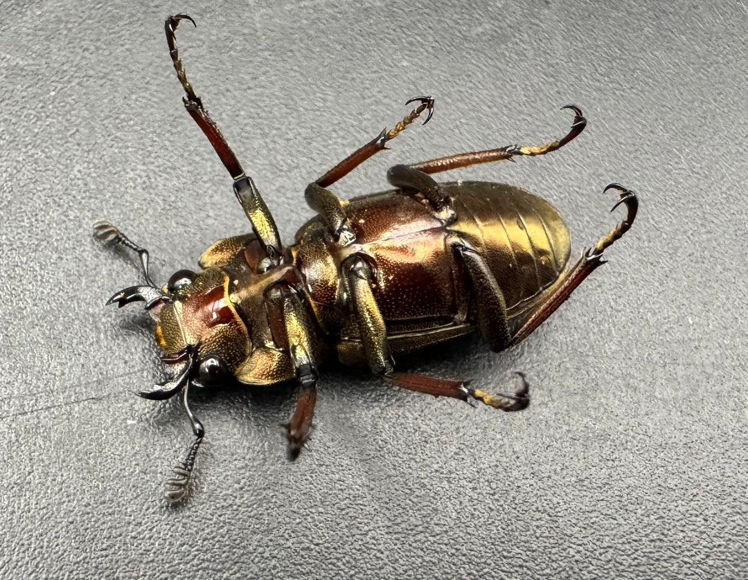 【WD】《メタリフェルホソアカ亜種finae 79mm ペア》