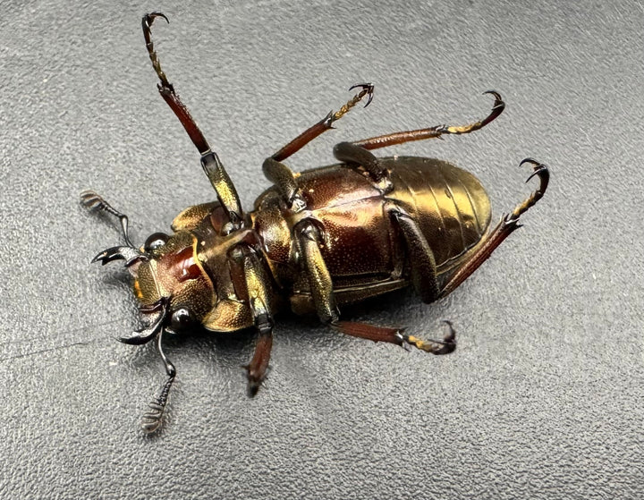 【WD】《メタリフェルホソアカ亜種finae 79mm ペア》