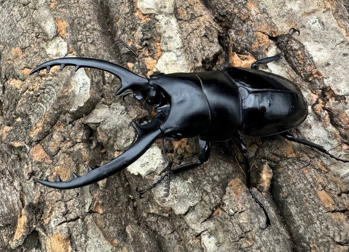 【WD】貴重種《フォルフィクラノコギリ（マルバネノコギリ） 70mm ペア》