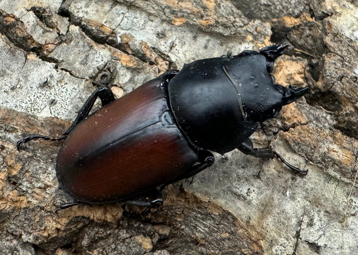 【WD】《マクレイコクワ チベット産 39.5mm ♀単》