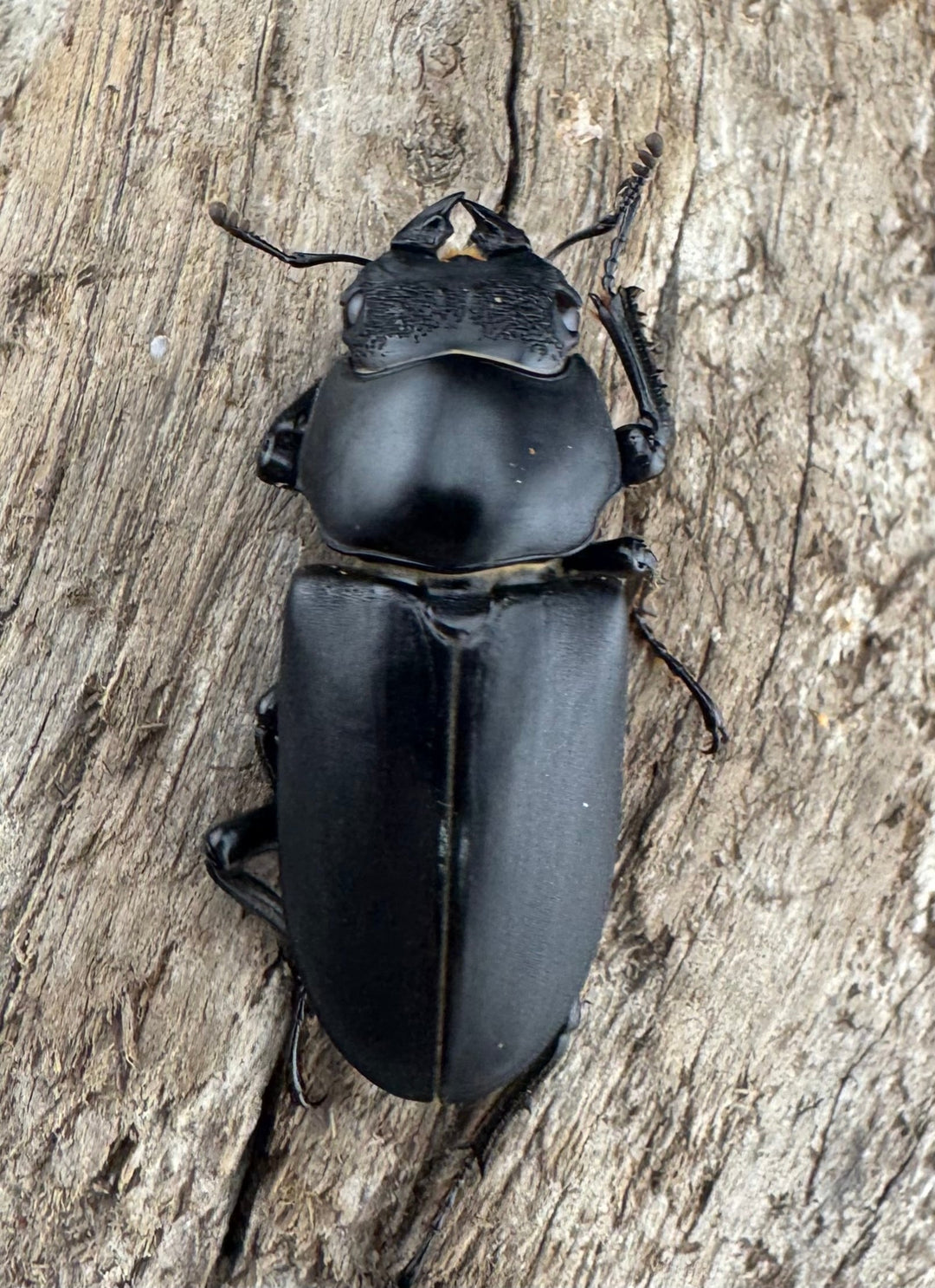 【WD】《ブラナウンコクワ 碧羅雪山産 64mm ペア》