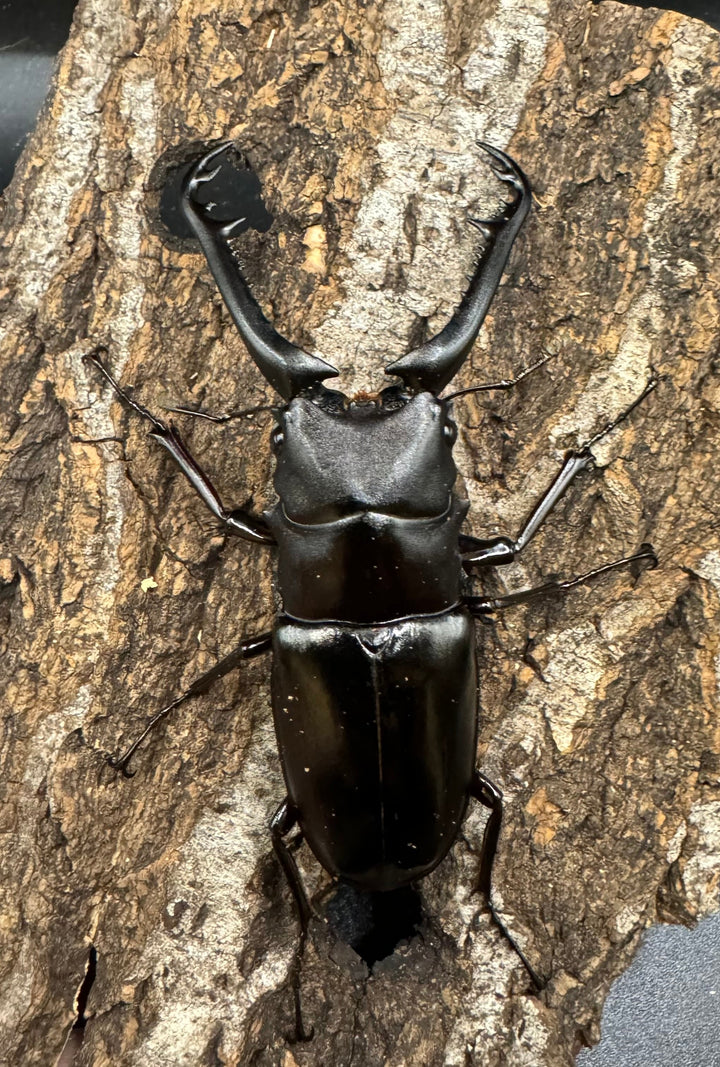 【WD】《ギラファノコギリ亜種ニシヤマイ 81mm ペア》