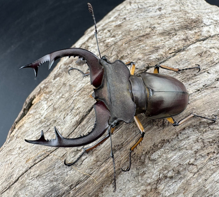 【WD】《フェアメイルミヤマ 雅安市産 57.5mm ペア》