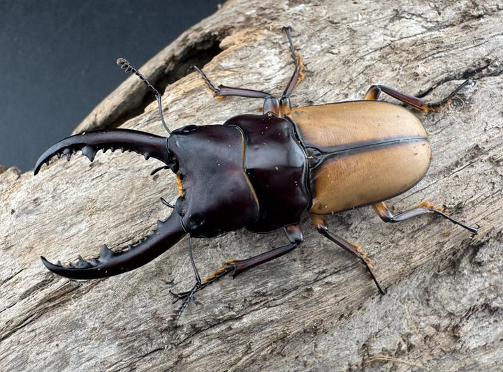 【WF3】《ブルイジンノコギリ原名亜種 49mm ♂単》