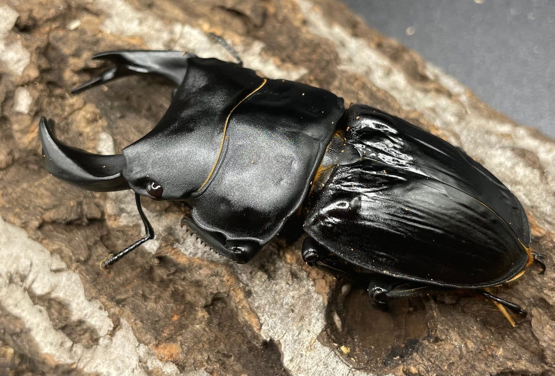 《ホペイオオクワガタ OMG血統 73mm ペア B品》