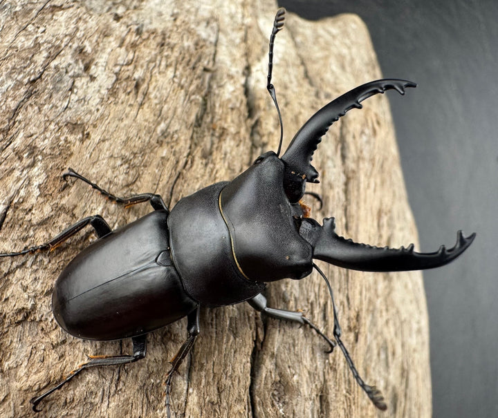 【WD】《トンキンノコギリヒラタ 海南省産 46mm ペア》