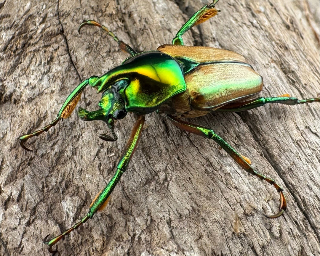 【WD】《モーニッケヒメカブトハナムグリ カシブ産 Free ペア》①