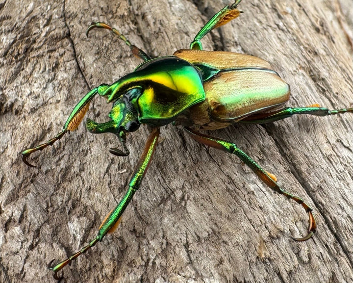 【WD】《モーニッケヒメカブトハナムグリ カシブ産 Free ペア》①