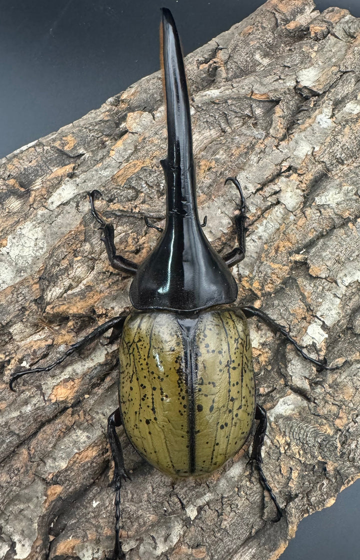 《ヘラクレス・ヘラクレス 145mm ペア》