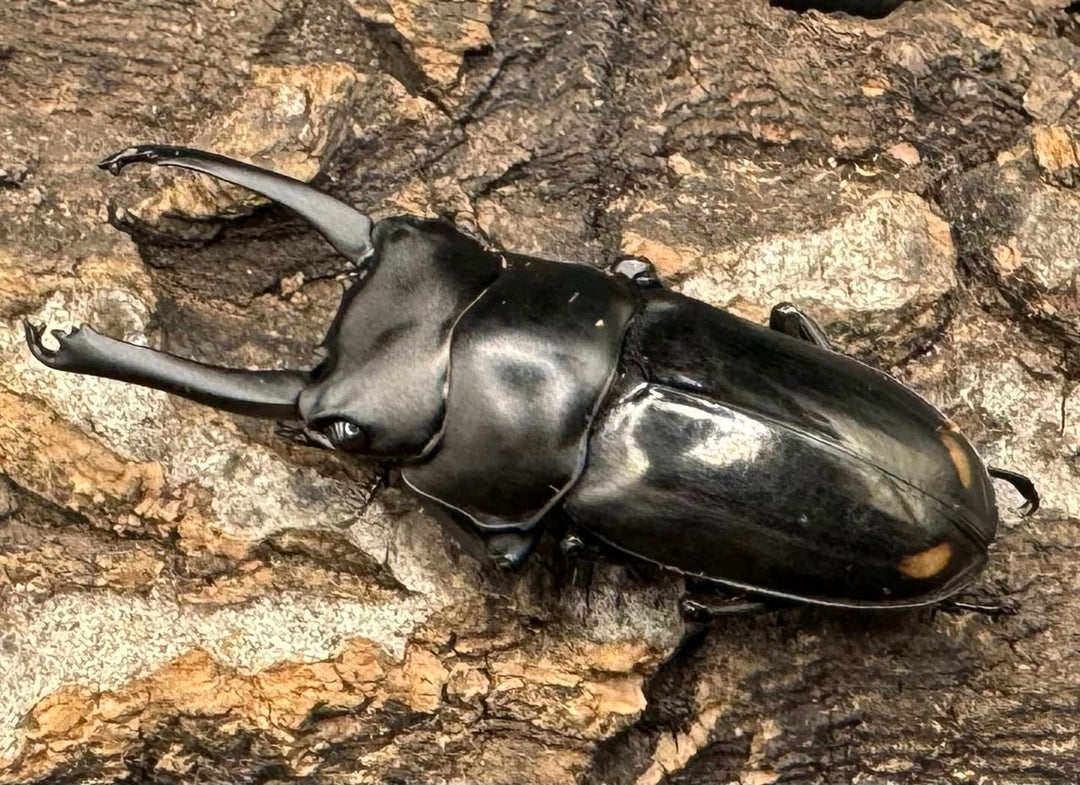 《ヒマラヤコクワ 38.5mm ペア＋♂おまけ》