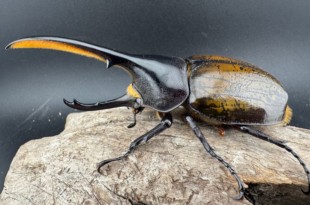 《 ヘラクレス・モリシマイ 煌血統アウトライン 110mm ペア》inohiro109氏ブリード個体