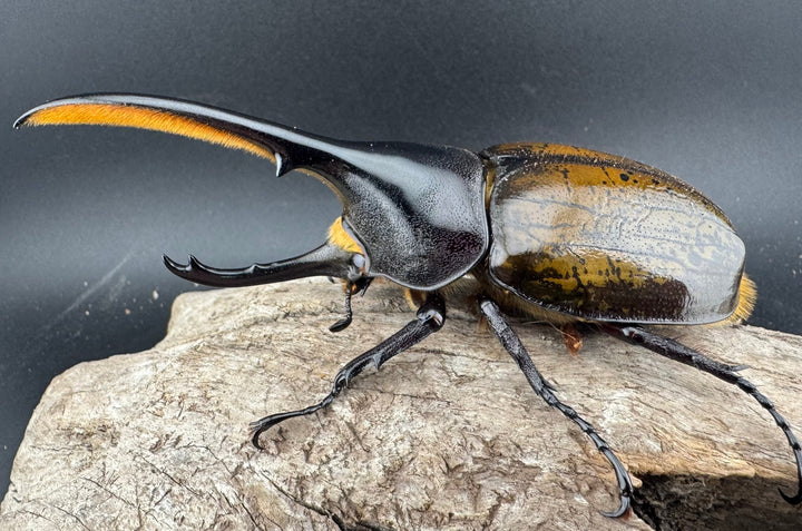 《 ヘラクレス・モリシマイ 煌血統アウトライン 110mm ペア》inohiro109氏ブリード個体