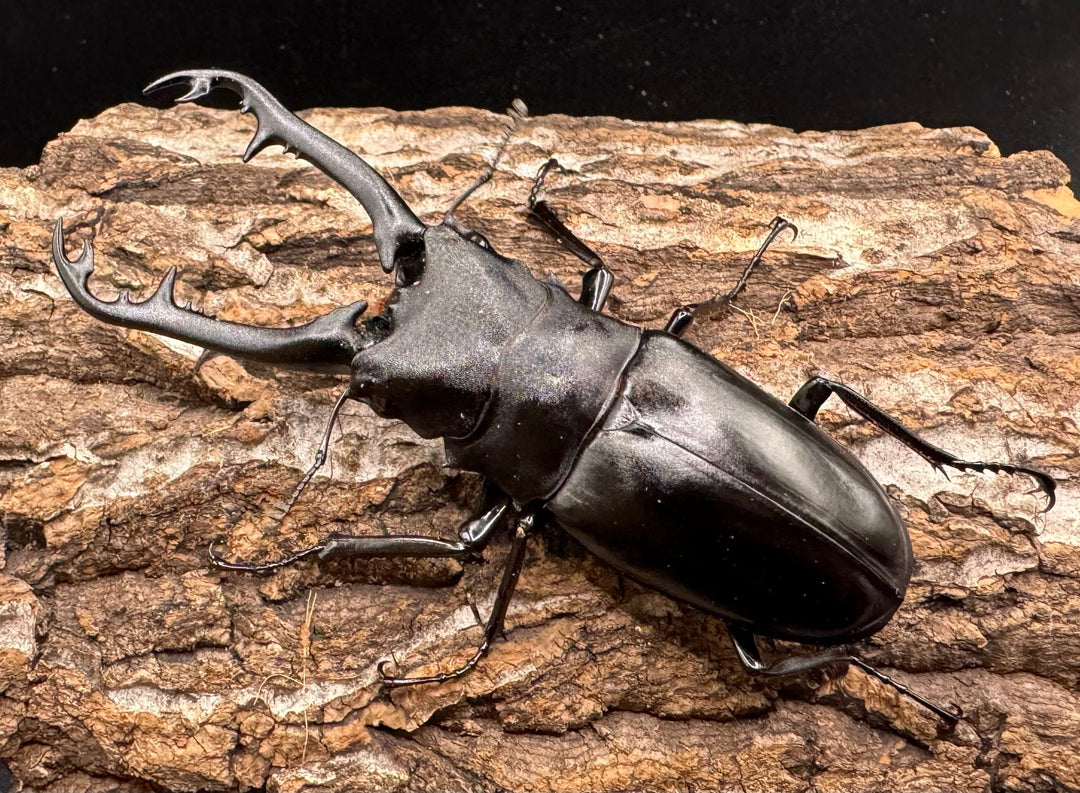 【WD】《ギラファノコギリ亜種ボロブドゥール 90.5mm ペア》