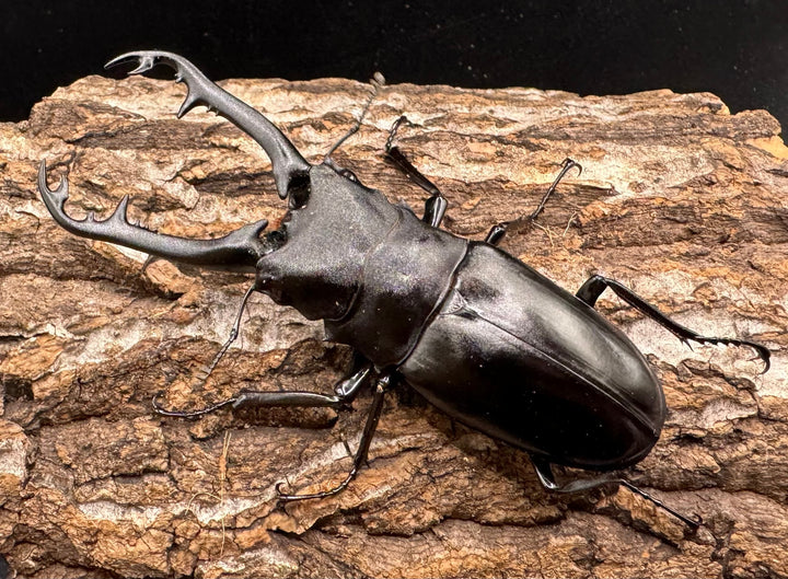 【WD】《ギラファノコギリ亜種ボロブドゥール 90.5mm ペア》