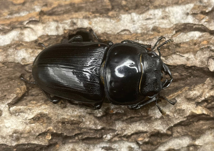 《ホペイオオクワガタ G70血統 74mm ペア》