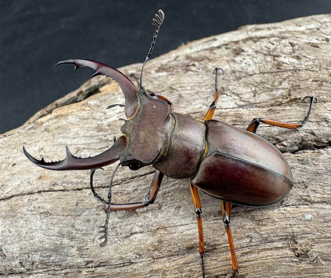 【WD】《ツェンワンラオシャンミヤマ 45.5mm ペア》