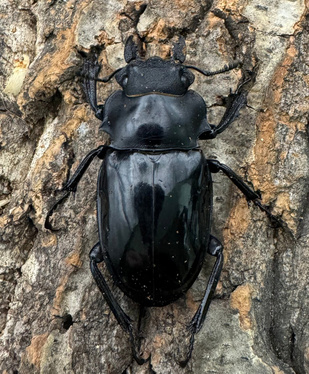 【WD】《インターメディアツヤクワガタ 86mm ペア》