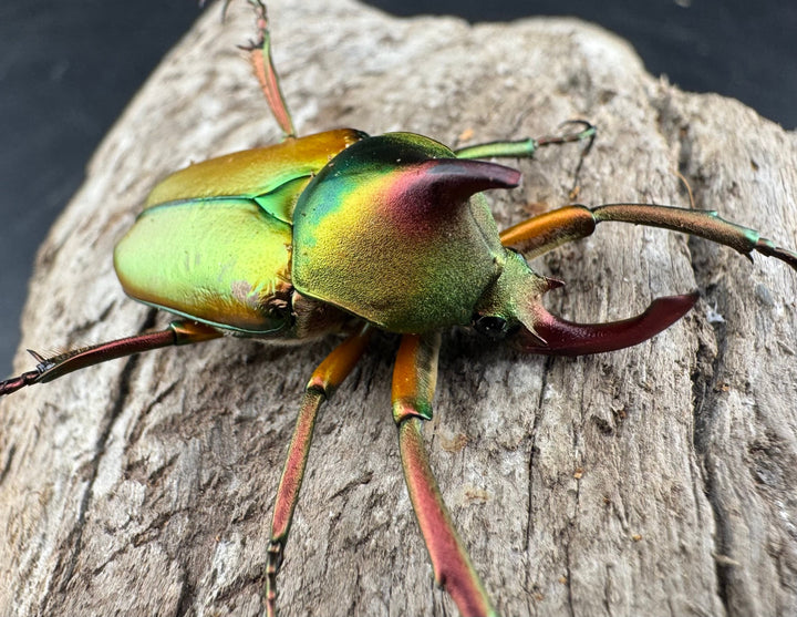 【WD】《ロドリゲスヒメカブトハナムグリ ペア》