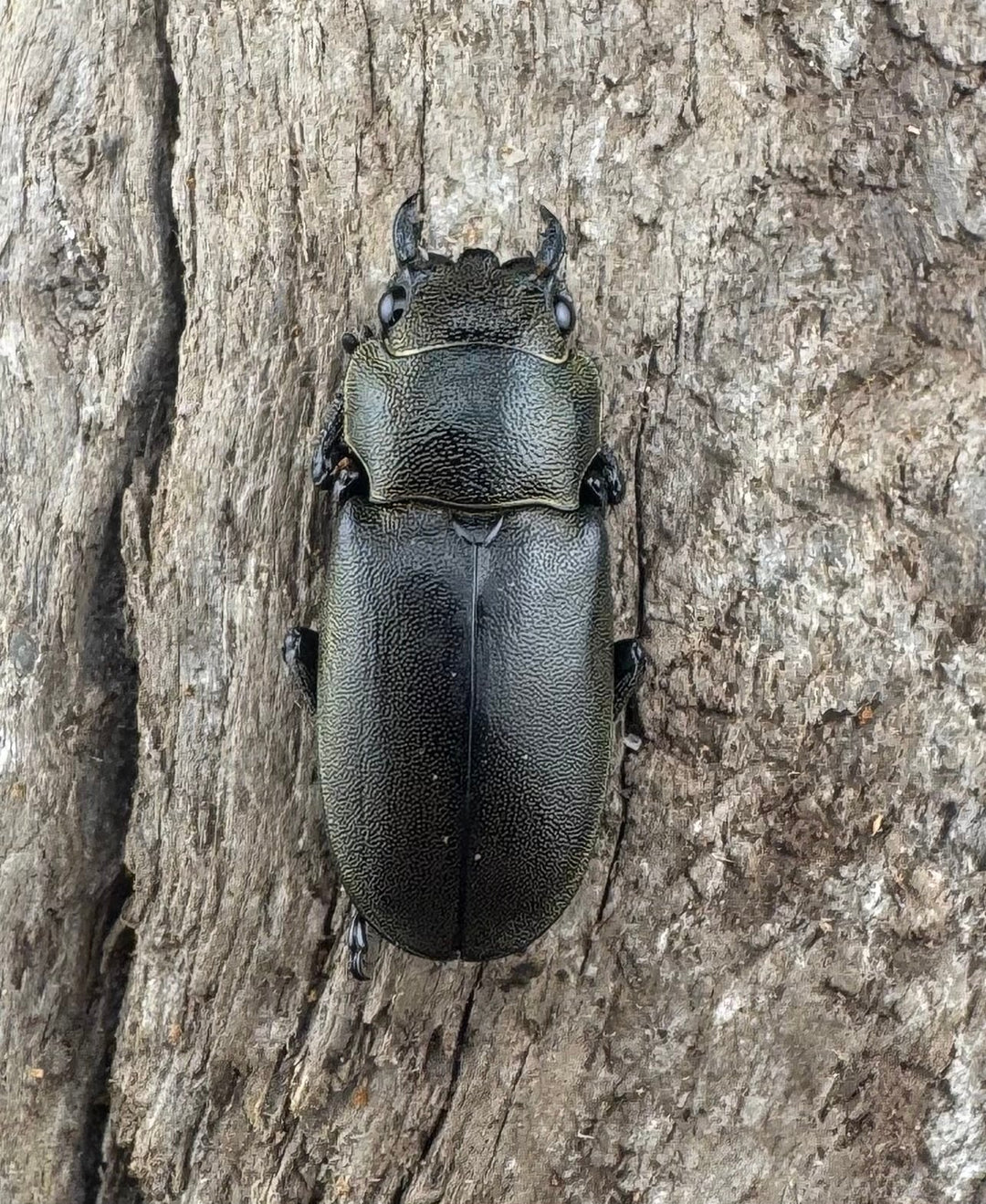 【WD】《メタリフェルホソアカ亜種finae 75.5mm ペア》