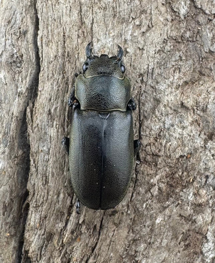 【WD】《メタリフェルホソアカ亜種finae 75.5mm ペア》