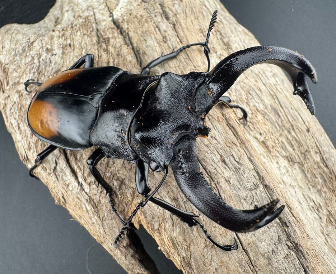 【WD】《セアカフタマタ（パリーフタマタ） 83mm A´品ペア