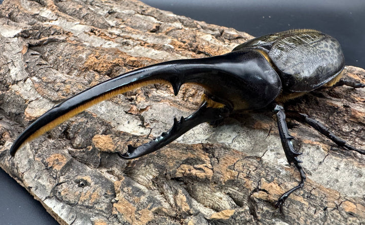 《ヘラクレス・ヘラクレス 143mm ペア》