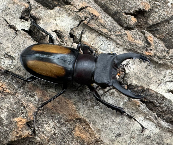 【WD】《パリーミヤマクワガタ 36mm ペア》