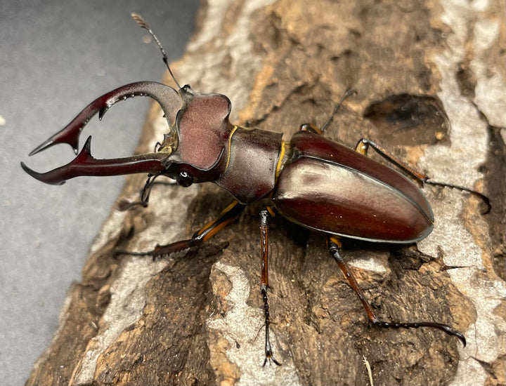 【WD】2018新種記載《ジュシャンミヤマ 60mm ペア A’品》