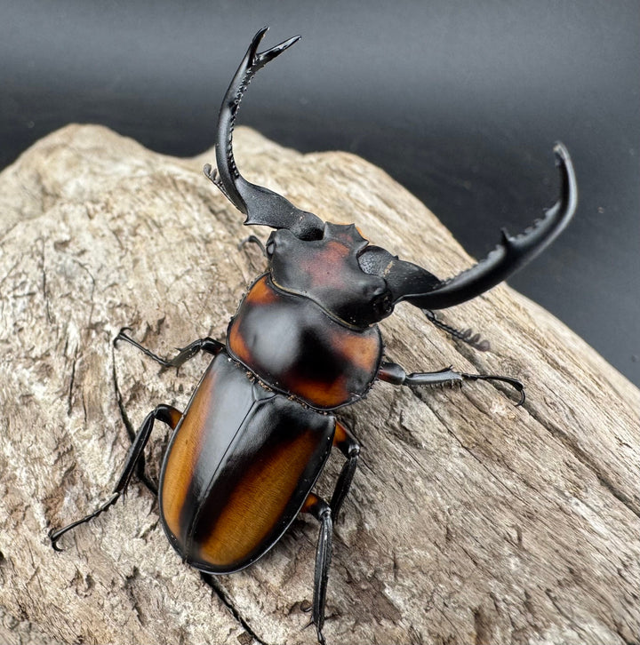 【WD】《スペキオススシカクワガタ 48mm ペア》