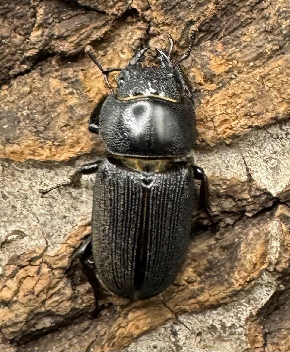 【WD】《ドルクス メンシウス 35mm ペア》