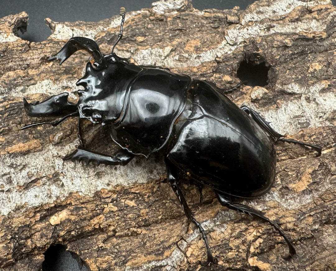 《タランドゥスオオツヤクワガタ 66mm ペア》