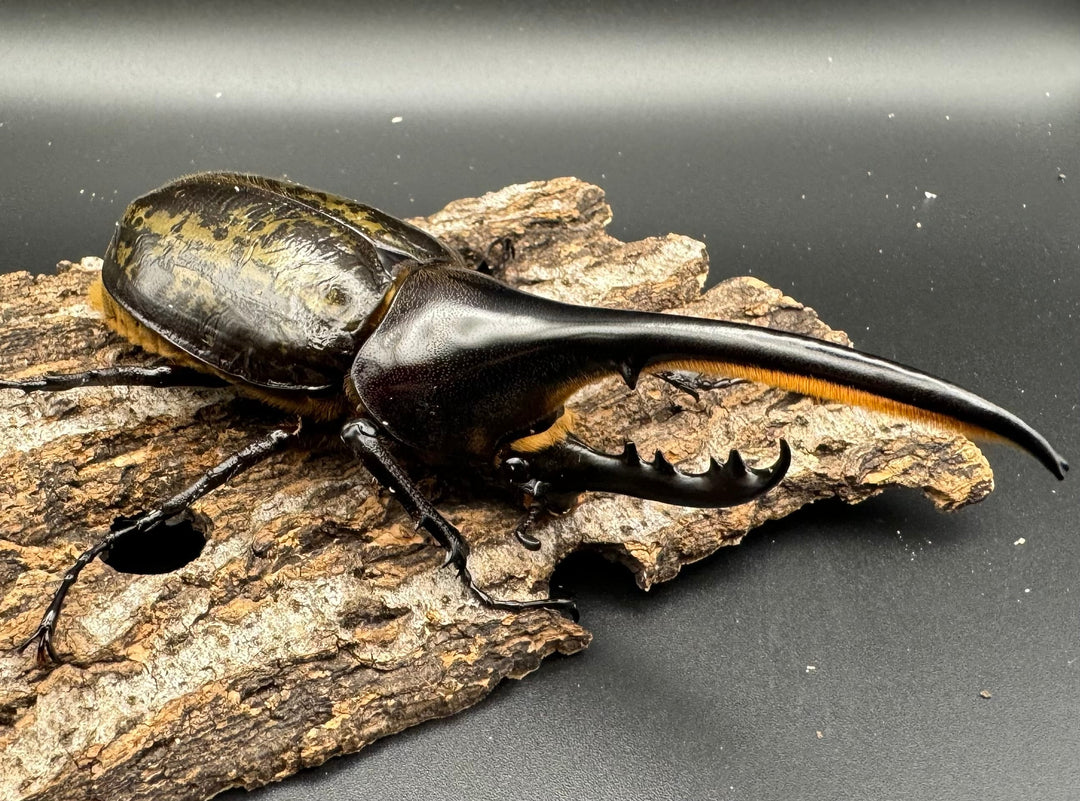 《ヘラクレス・ヘラクレス 121mm ペア》