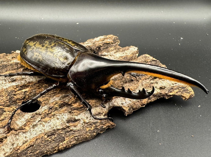 《ヘラクレス・ヘラクレス 121mm ペア》