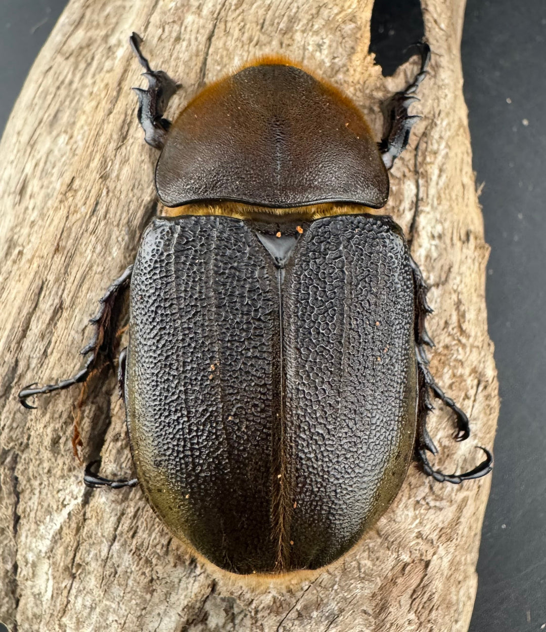 即ブリ《ヘラクレス・ヘラクレス 優良血統 139mm ペア》