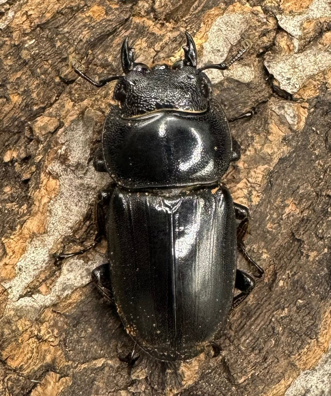 【WD】大型《ミンダナオヒラタ 91.5mmUP ペア》