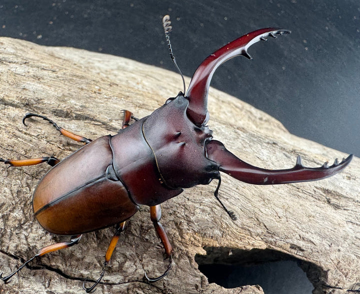 【WD】《アスタコイデスノコギリ 西ジャワ産 63mm ペア》