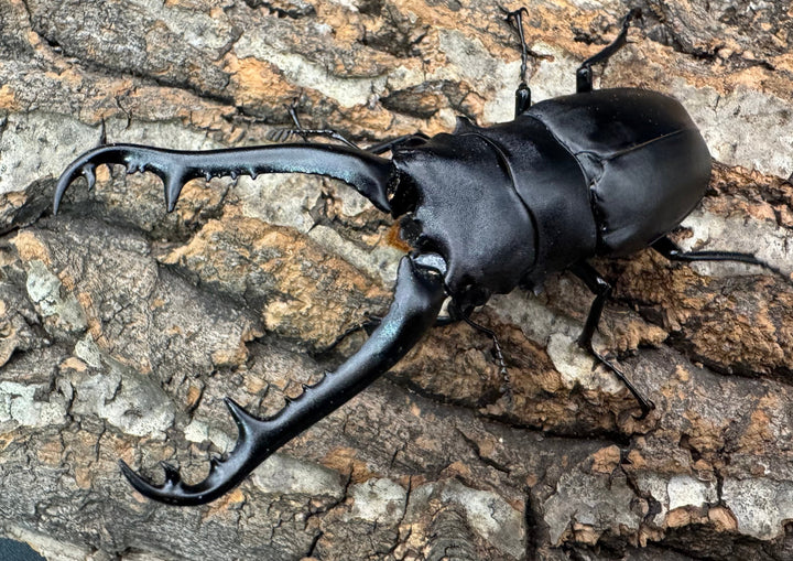 《ギラファノコギリ亜種ケイスケ 96mm ペア》