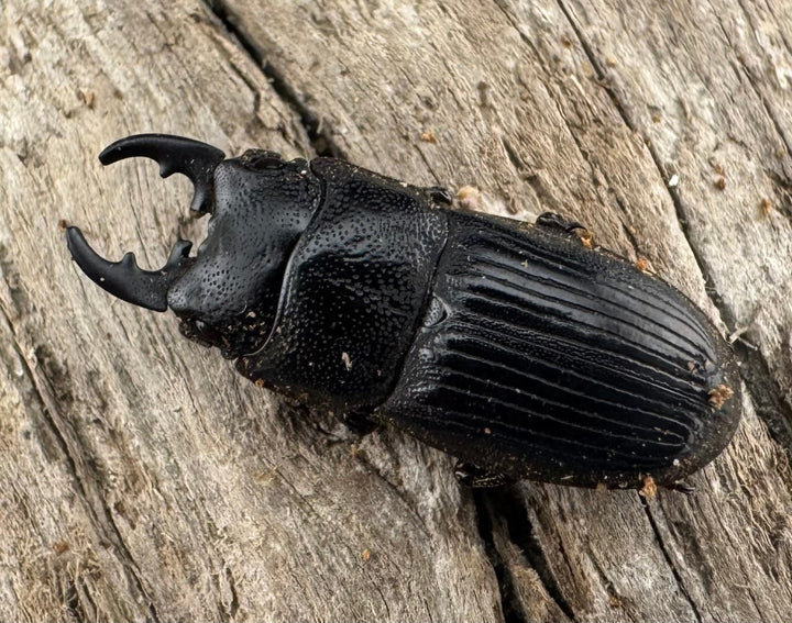 【WD】《フィリピンネブト原名亜種 Free ペア》