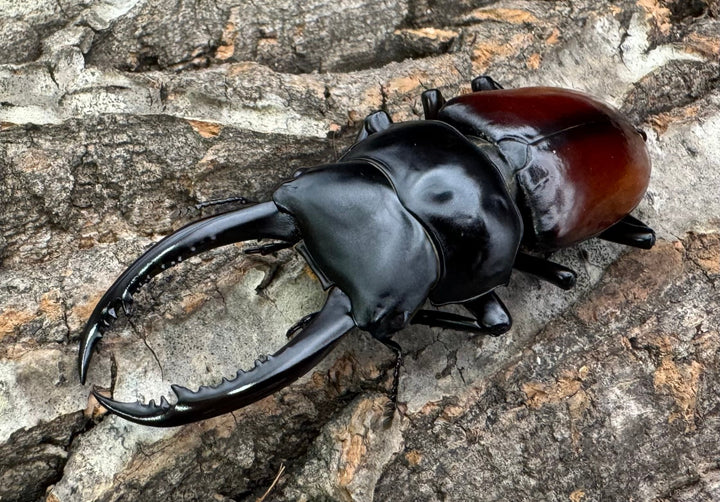 《アローコクワ亜種リエン 72mm ♂♀♀トリオ》