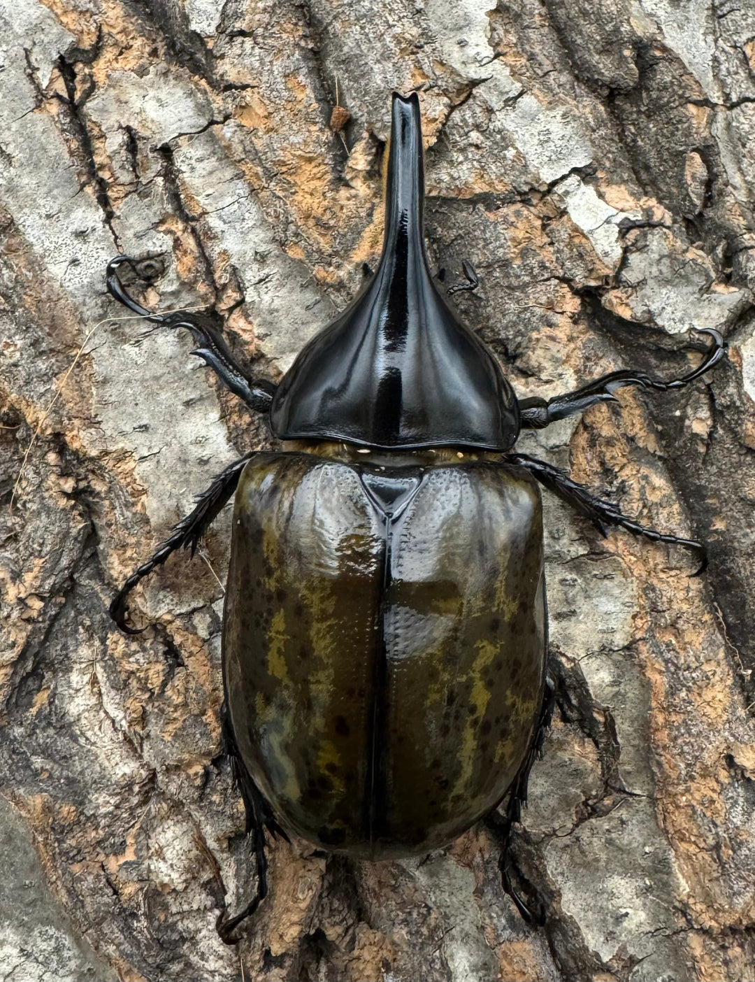 《マヤシロカブト 79mm ペア》